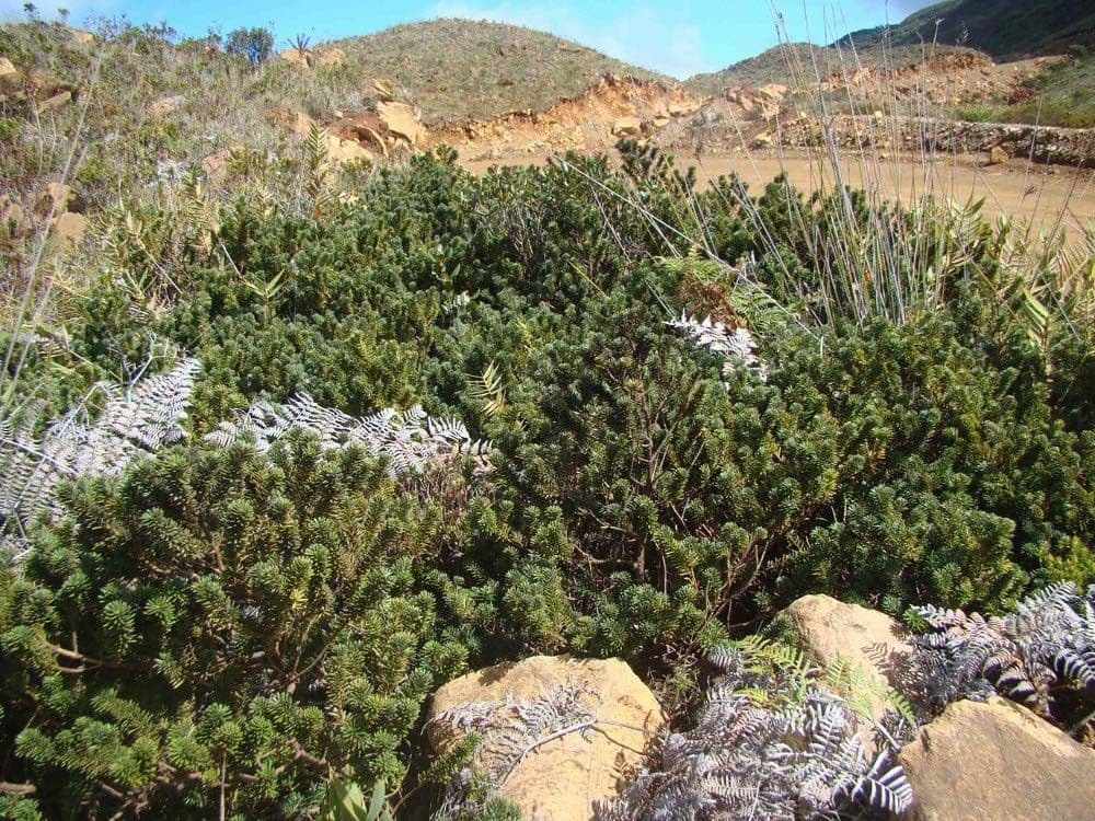 Podocarpus 13