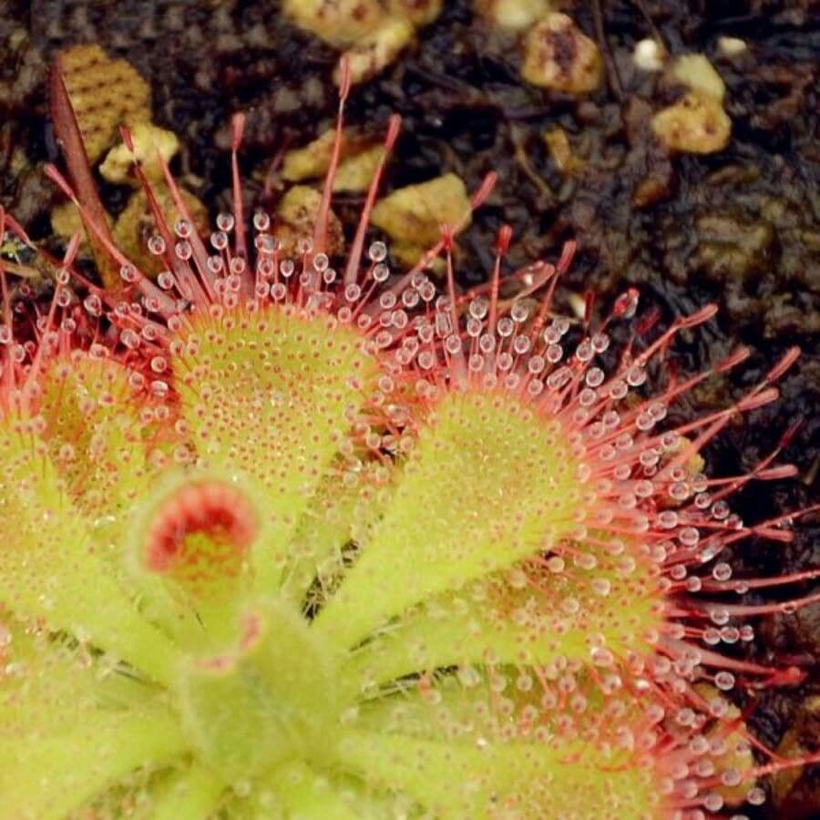 Drosera di Burmann