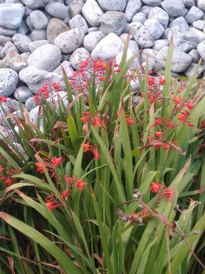 Crocosmia dorata 12