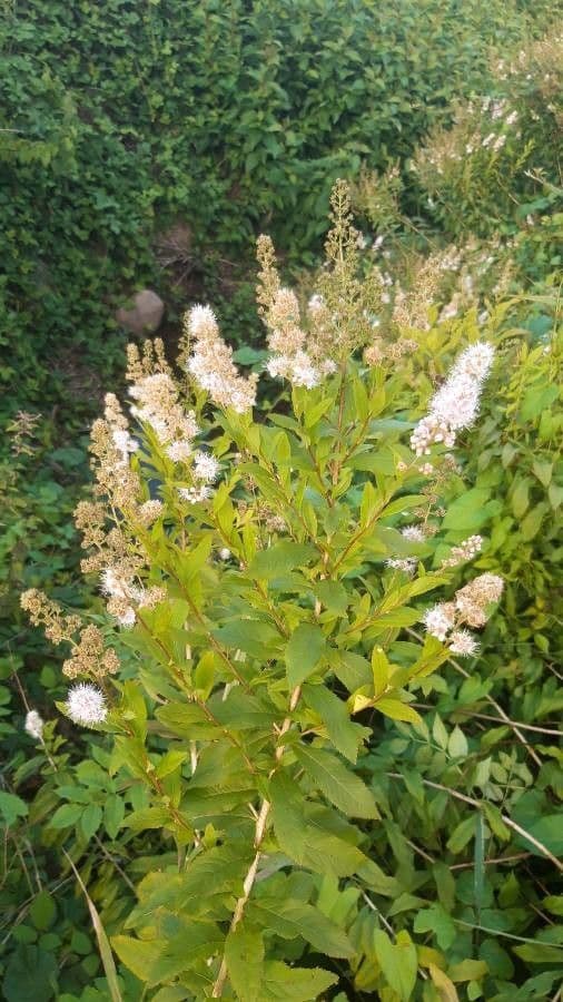 Spirea bianca 25