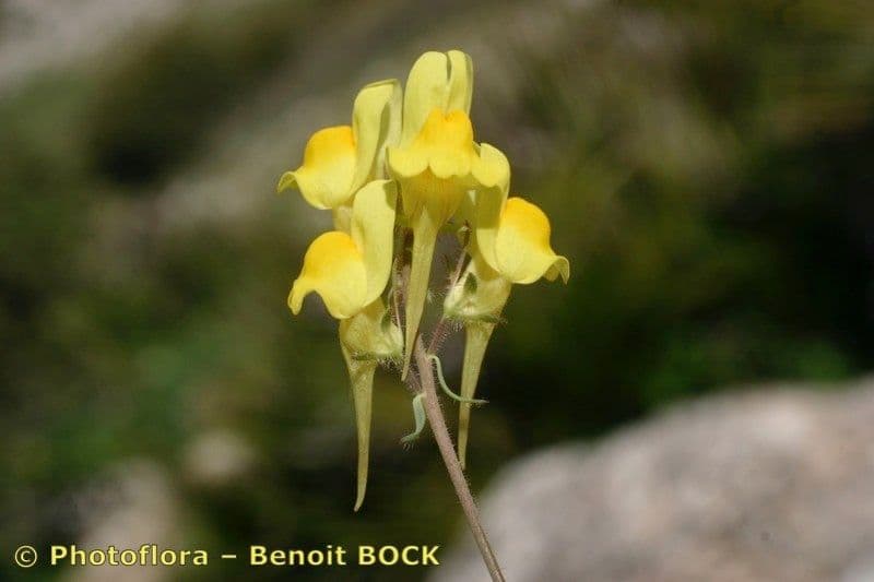 Linaria oblongifolia 5
