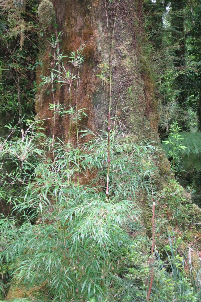 Chusquea quila 4