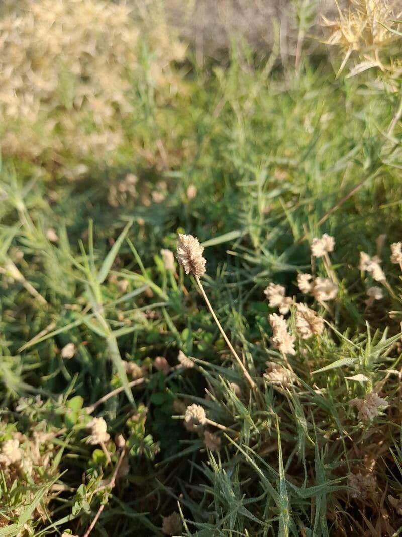 Aeluropus lagopoides 3