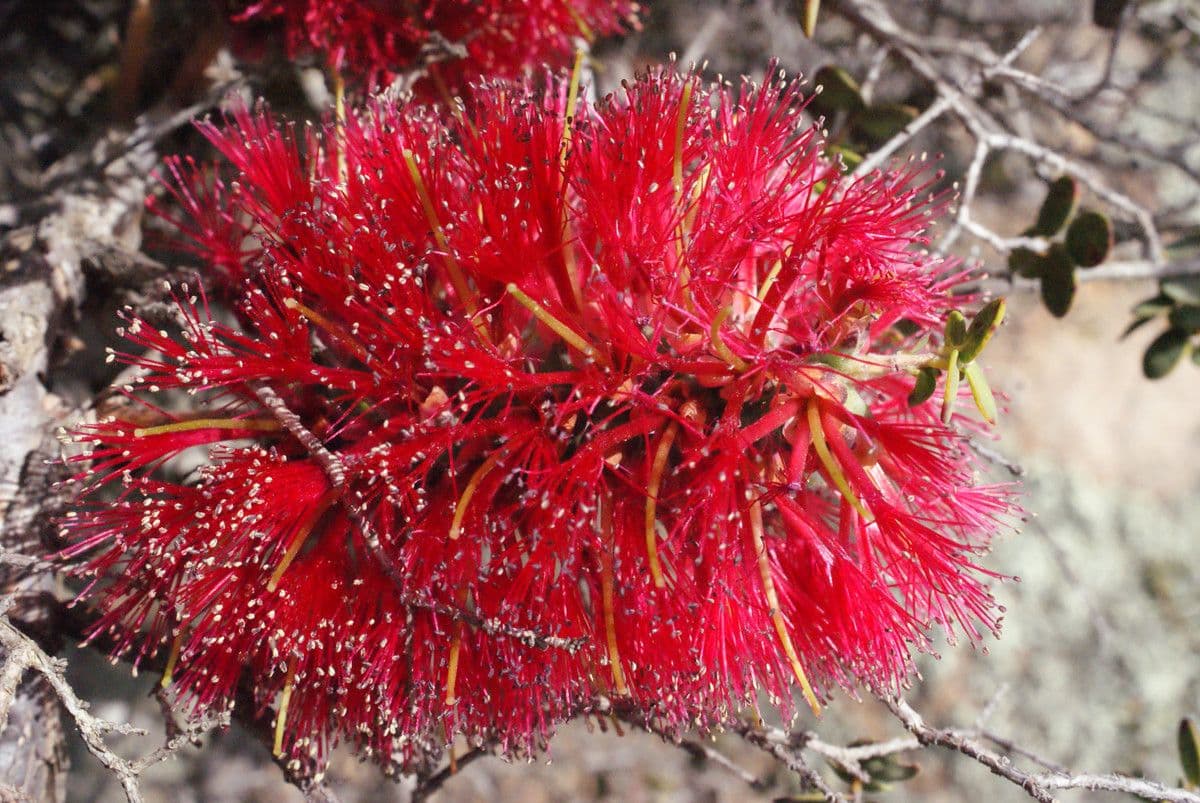 Kunzea Baxtera 10