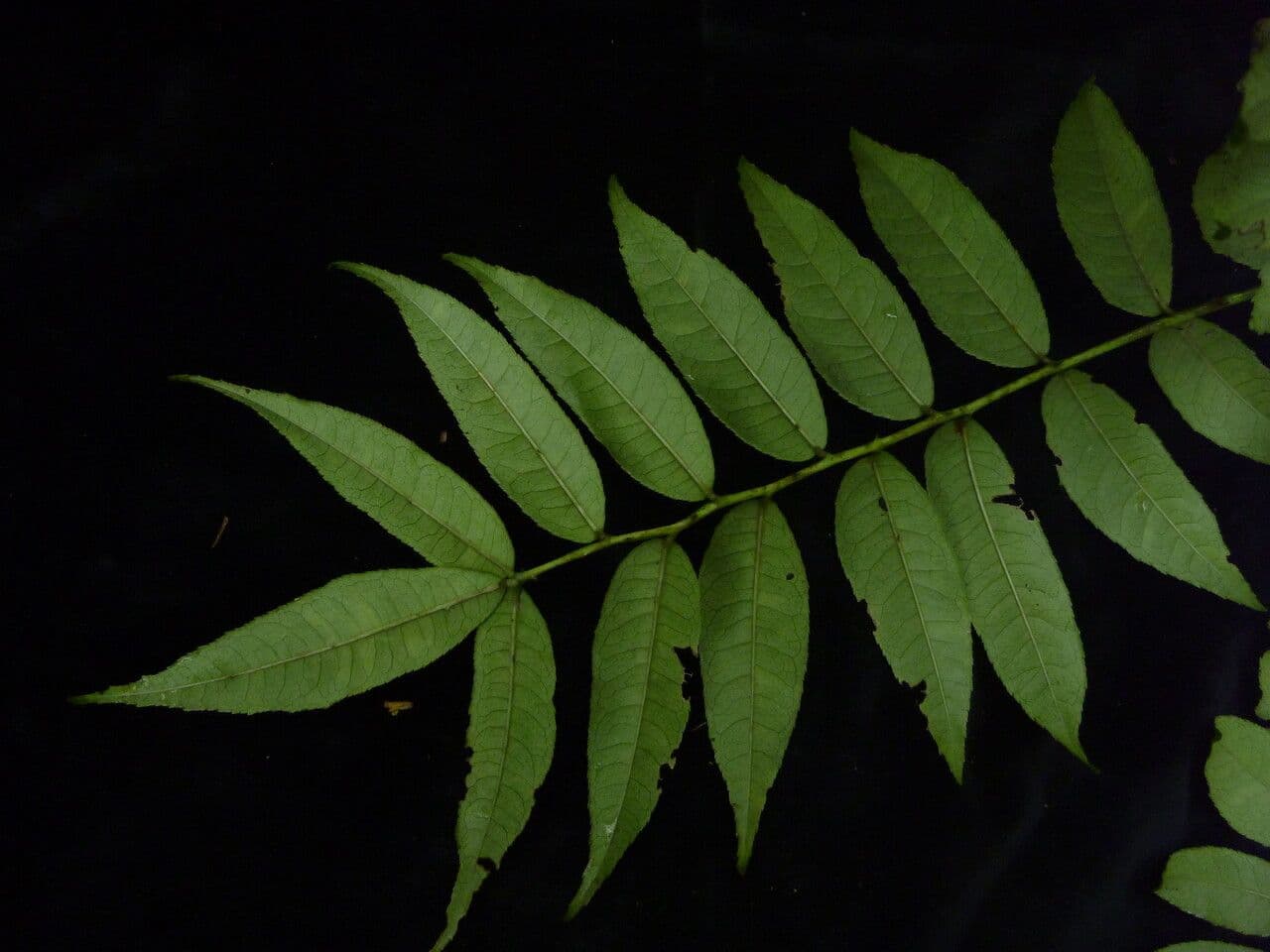 Zanthoxylum 9