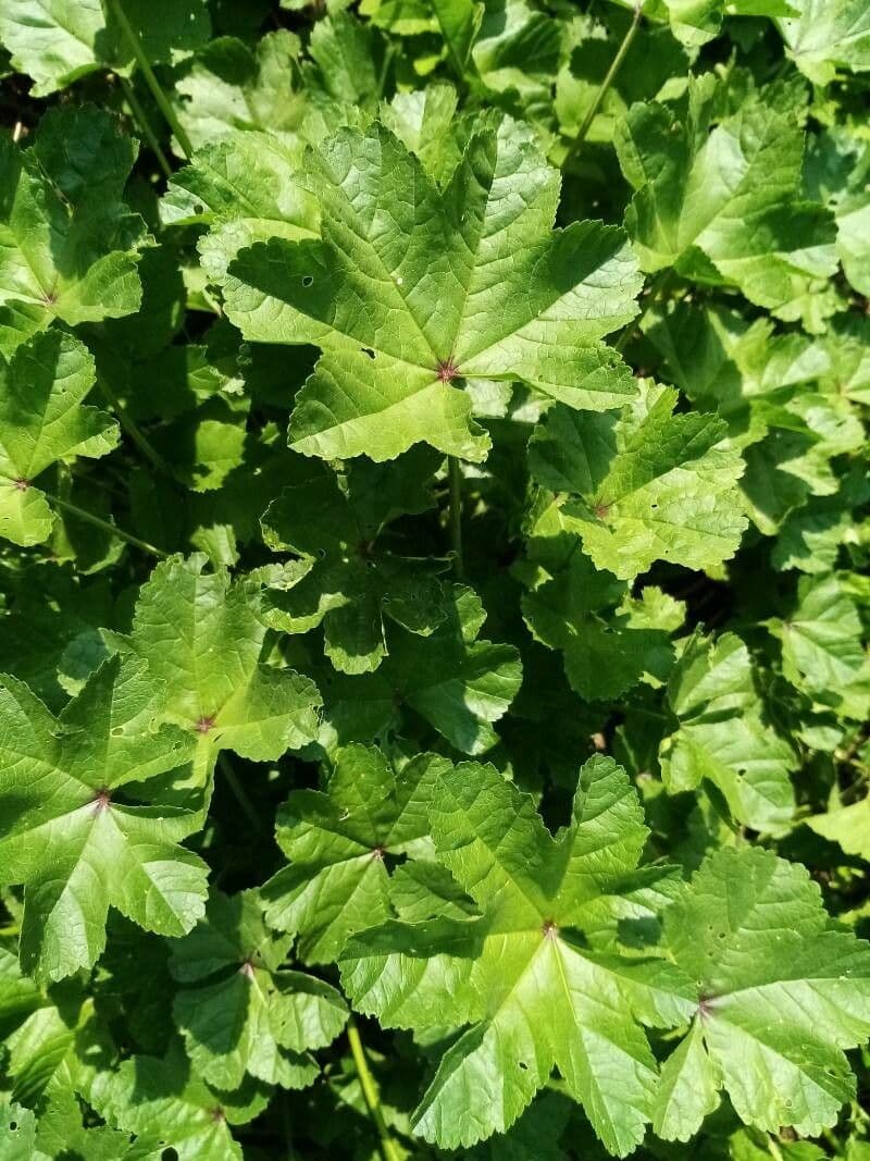 Malva minore 23