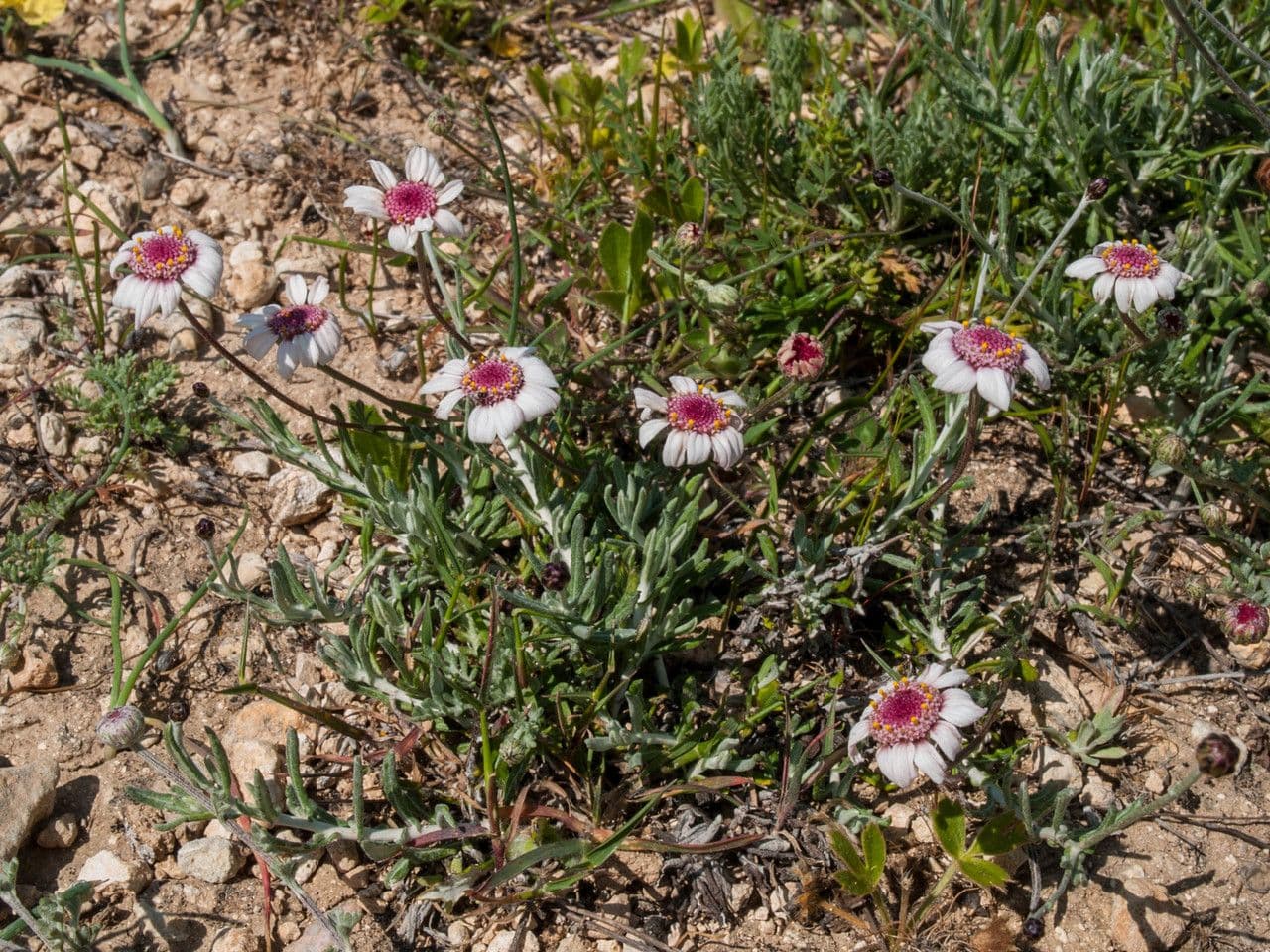 Camomilla 7