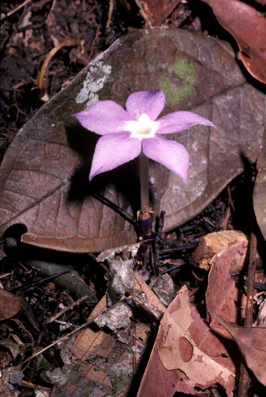 Voyria 2
