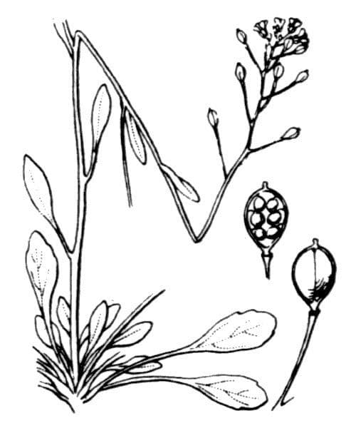 Coclearia sassifraga 22