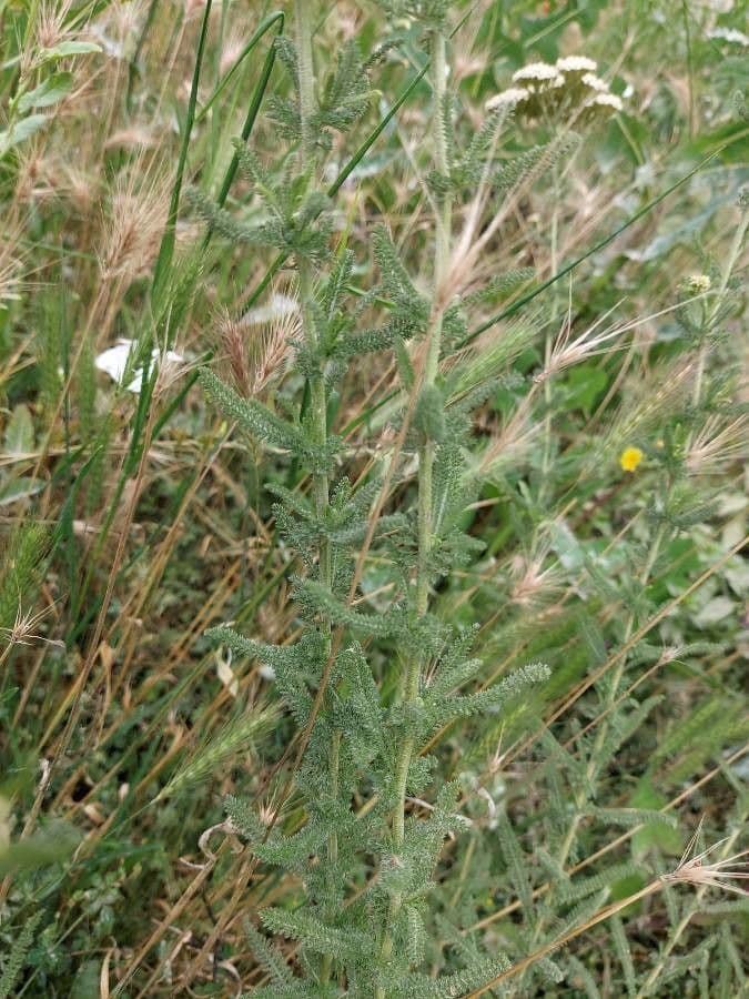 Achillea ligustica 16