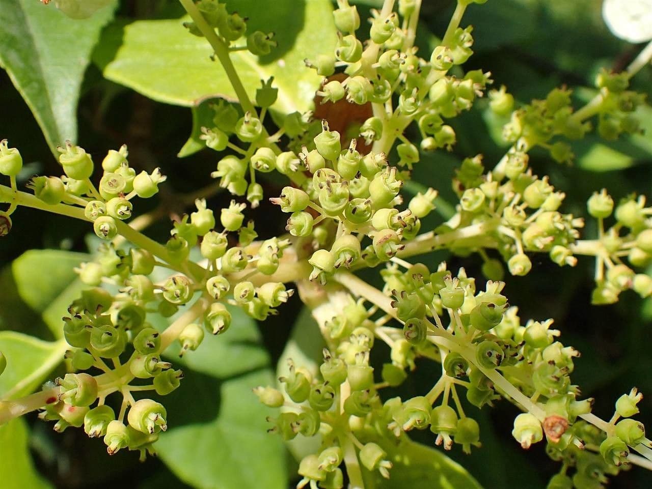 Hortenzie 5
