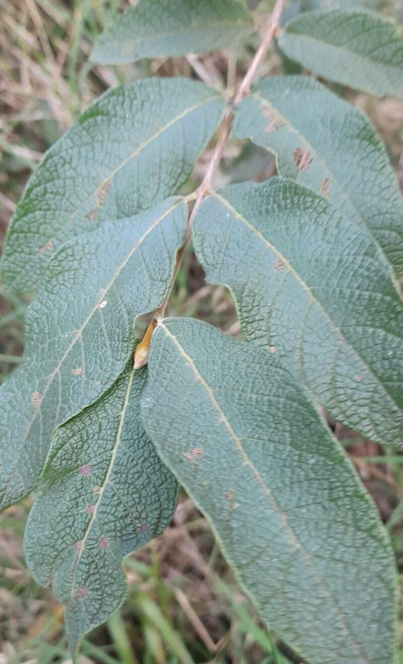 Campomanesia guazumifolia 7