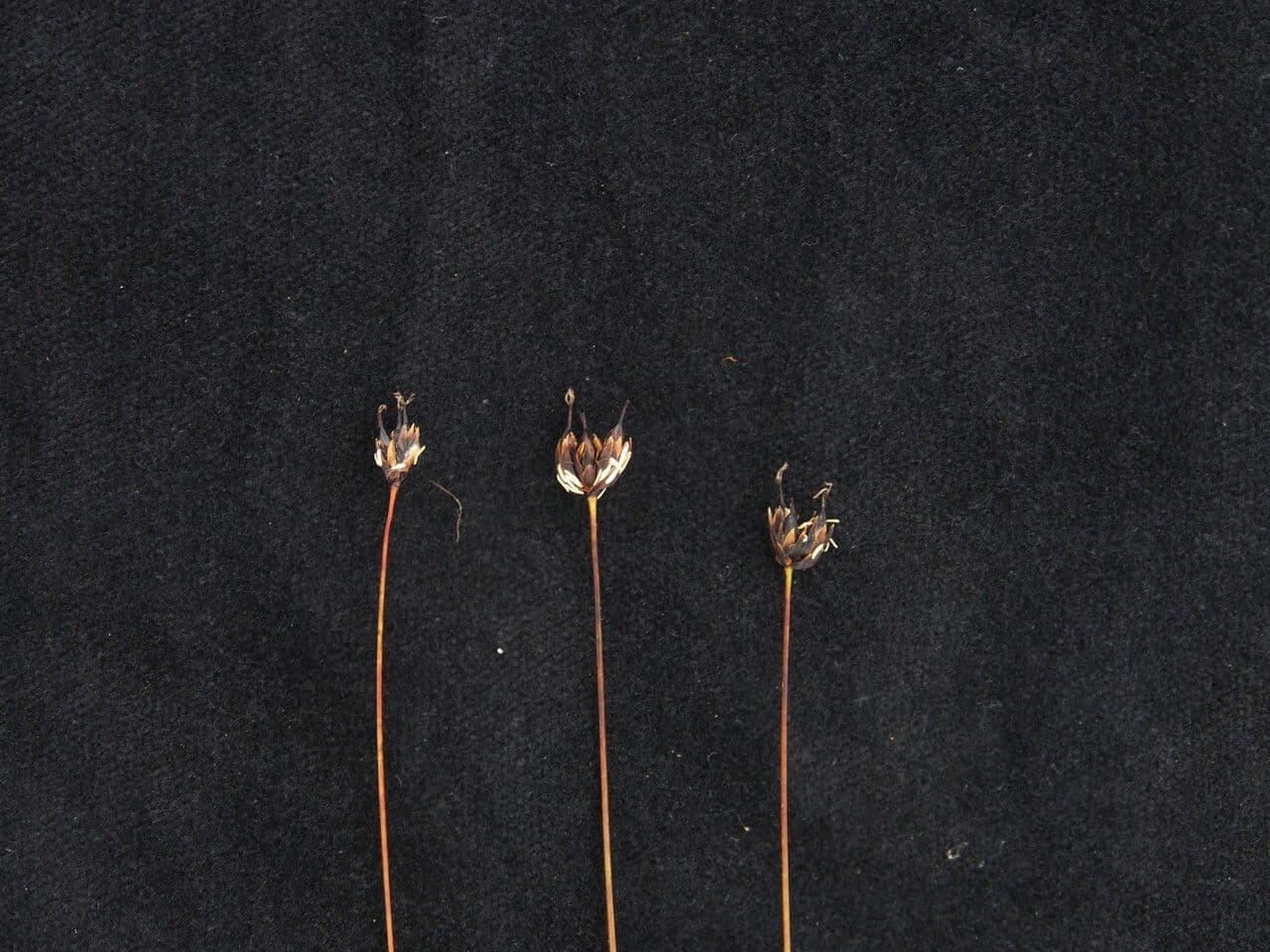 Juncus 3