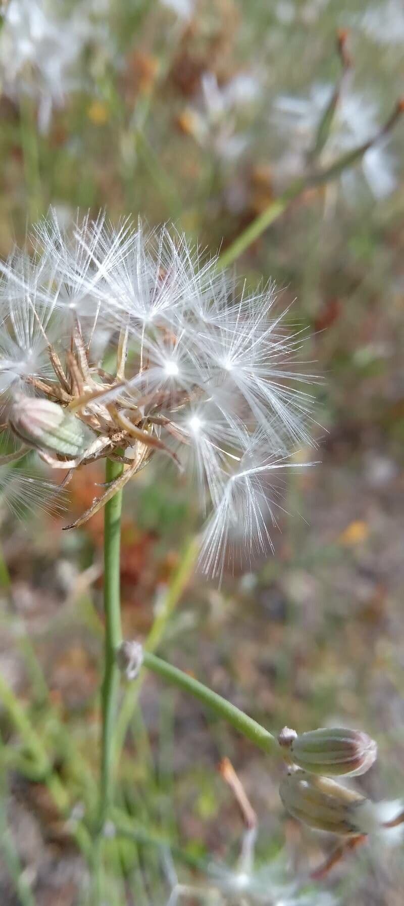 Lattughella 2