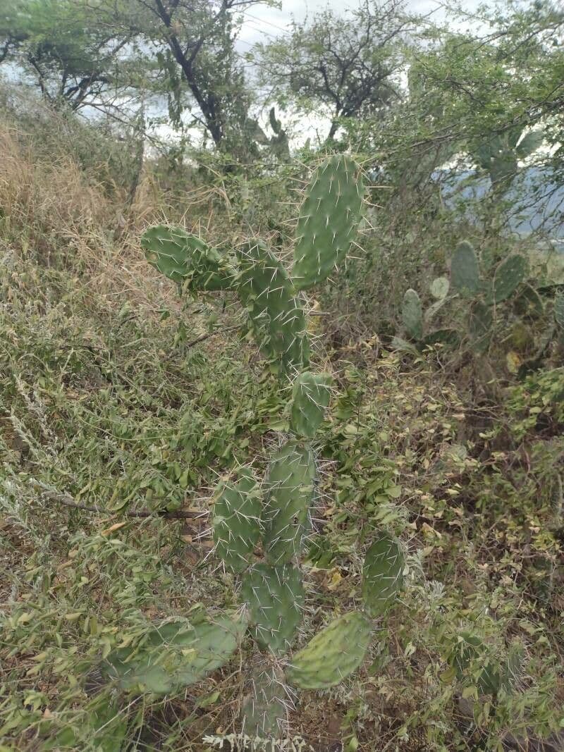 Opuntia alta 9