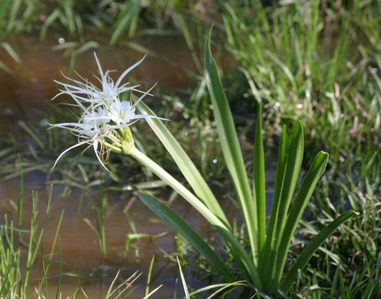 Hymenocallis 6