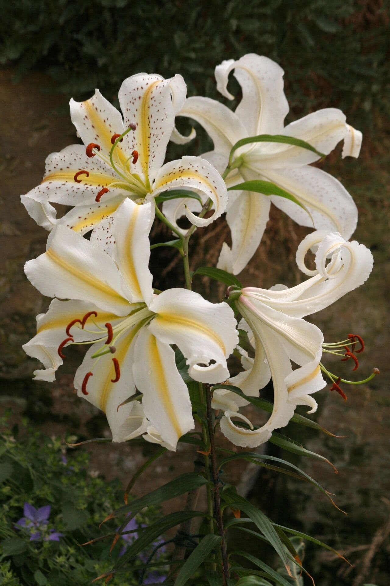 Lis auratum