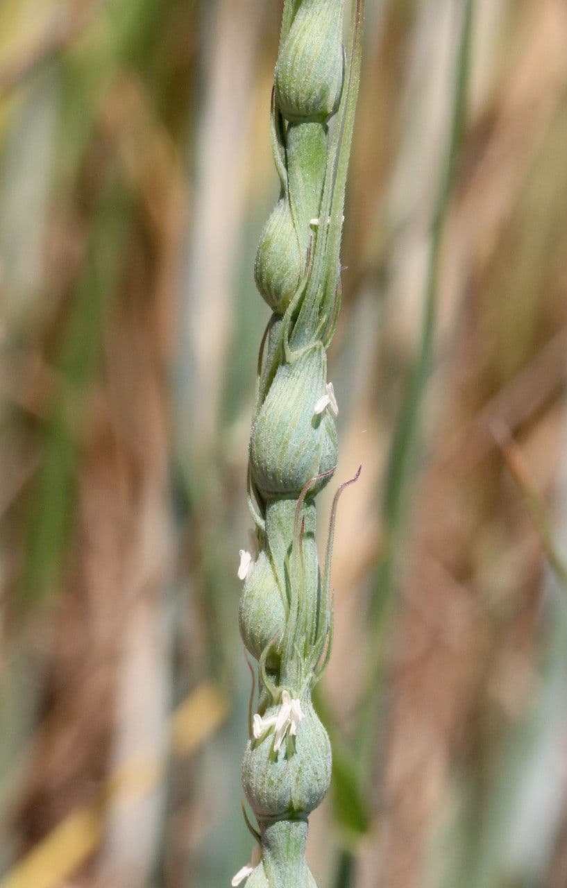 Aegilops ventricosa 3