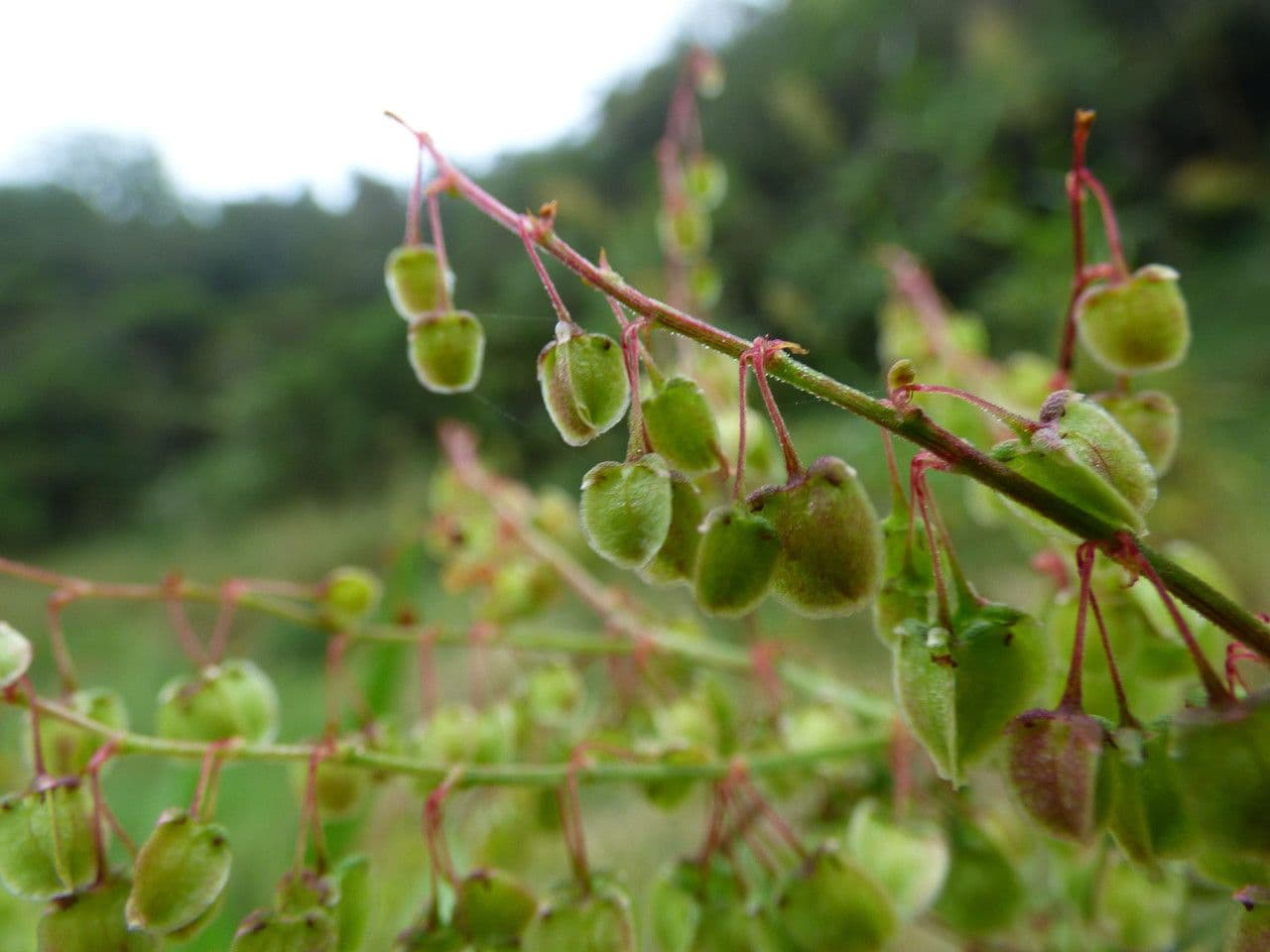 Acetosa abissina 3