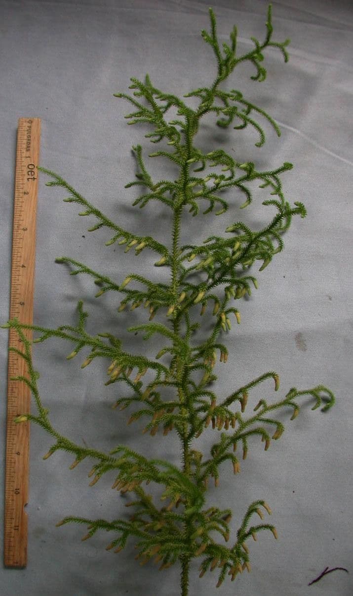 Lycopodiella cernua 19