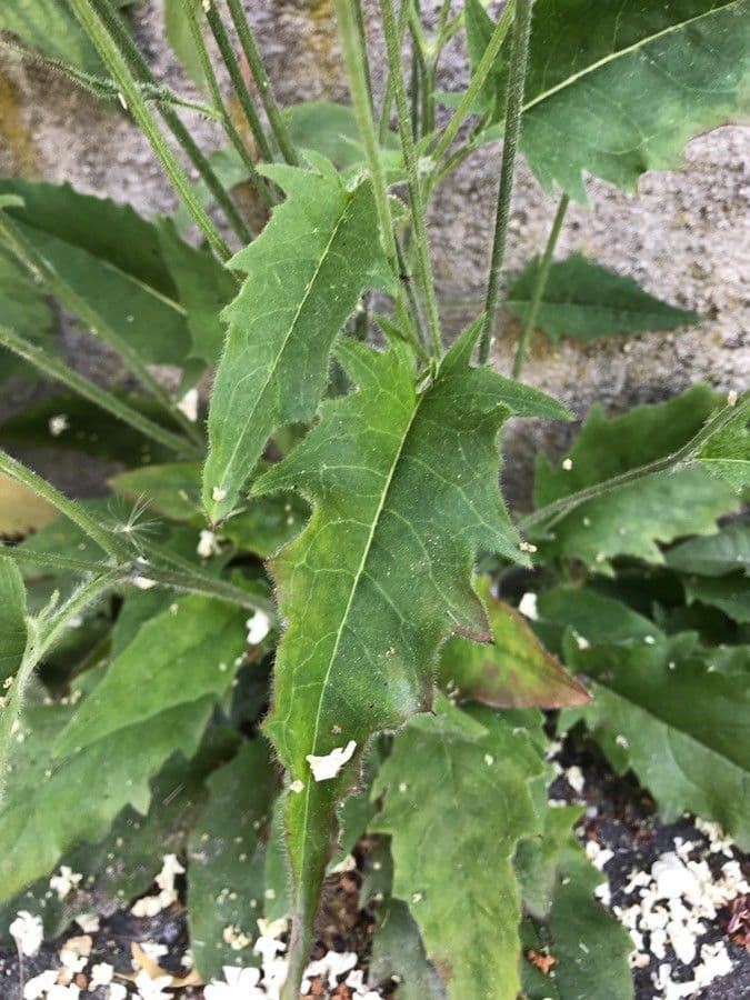 Lachenals Habichtskraut 20
