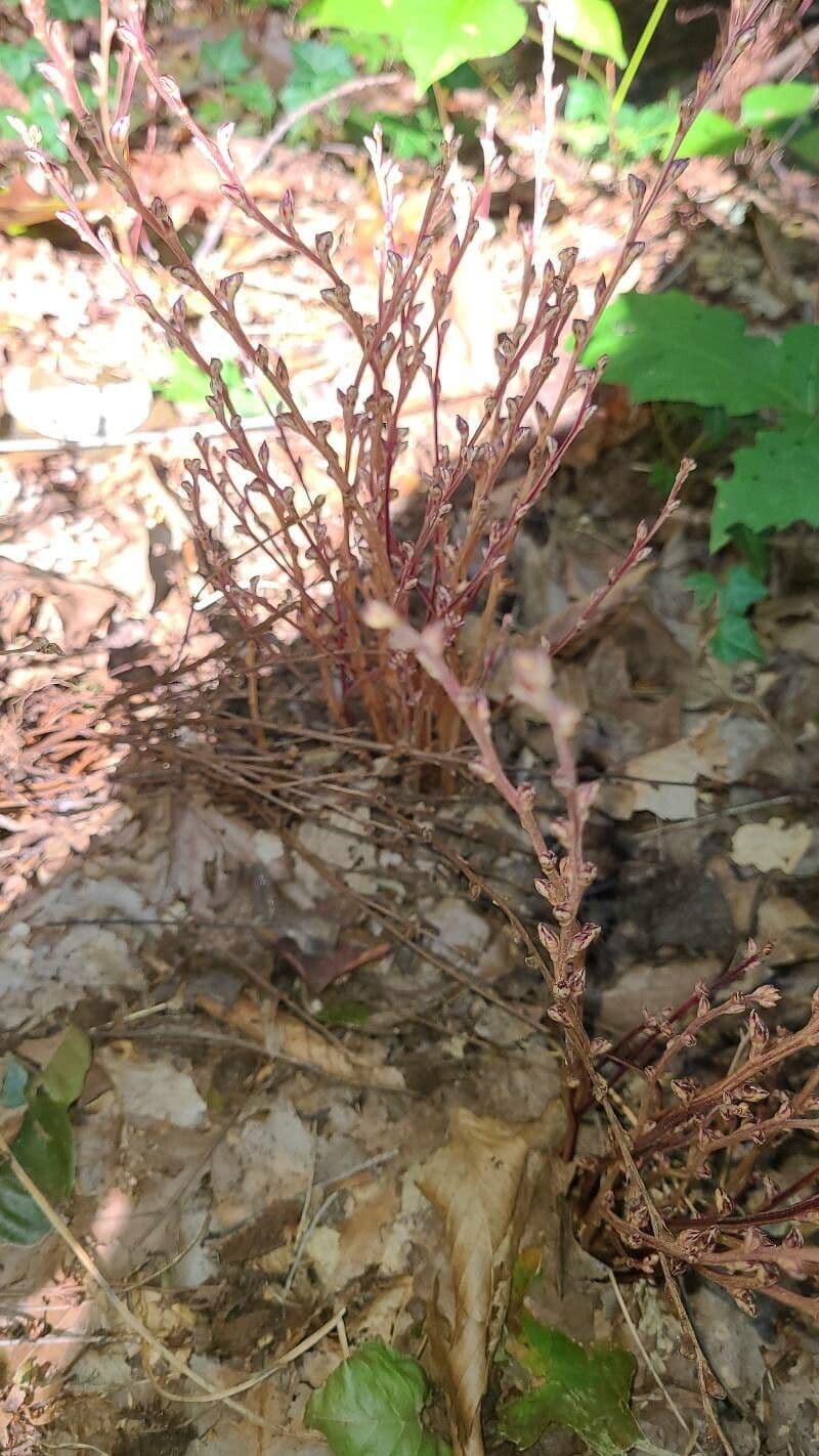Epifagus virginiana 16