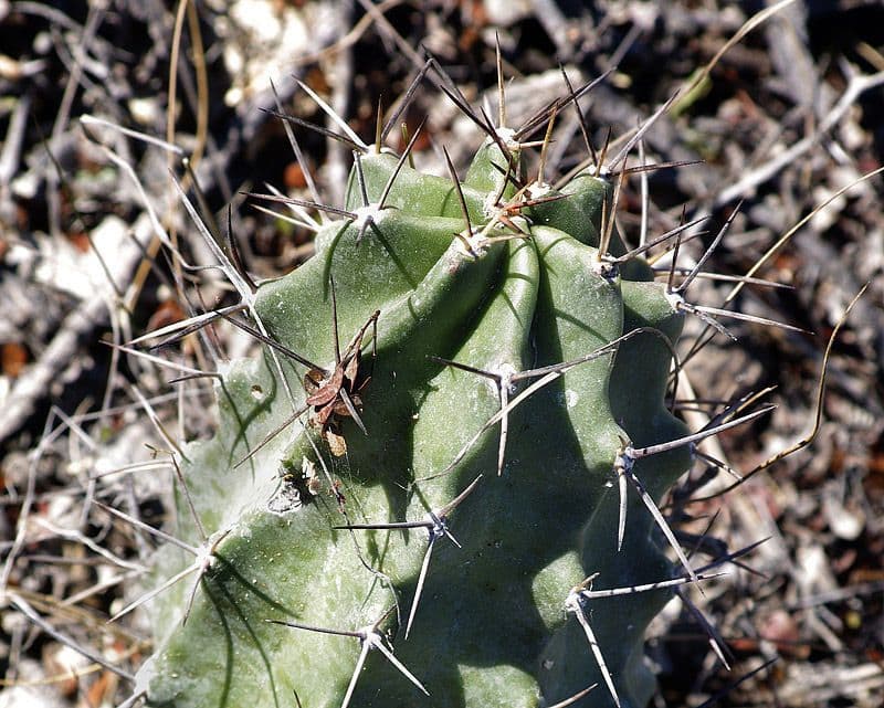 Cactus a cinque lobi 17