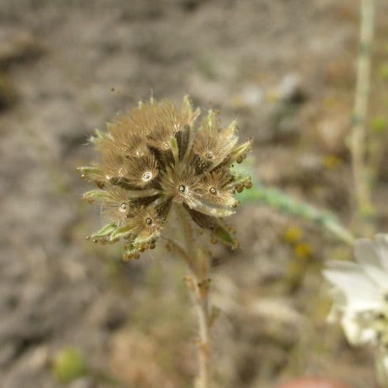 Blepharizonia