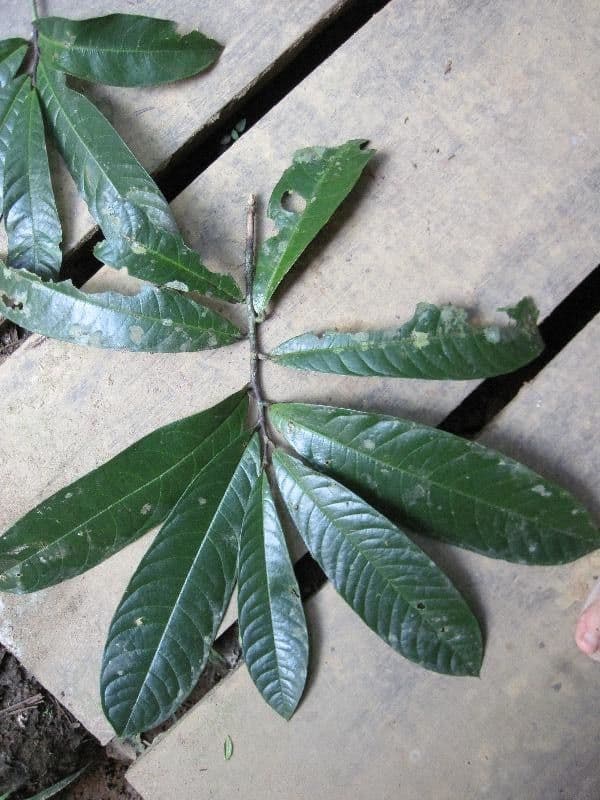 Duguetia
