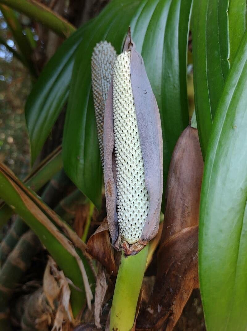 Rhaphidophora