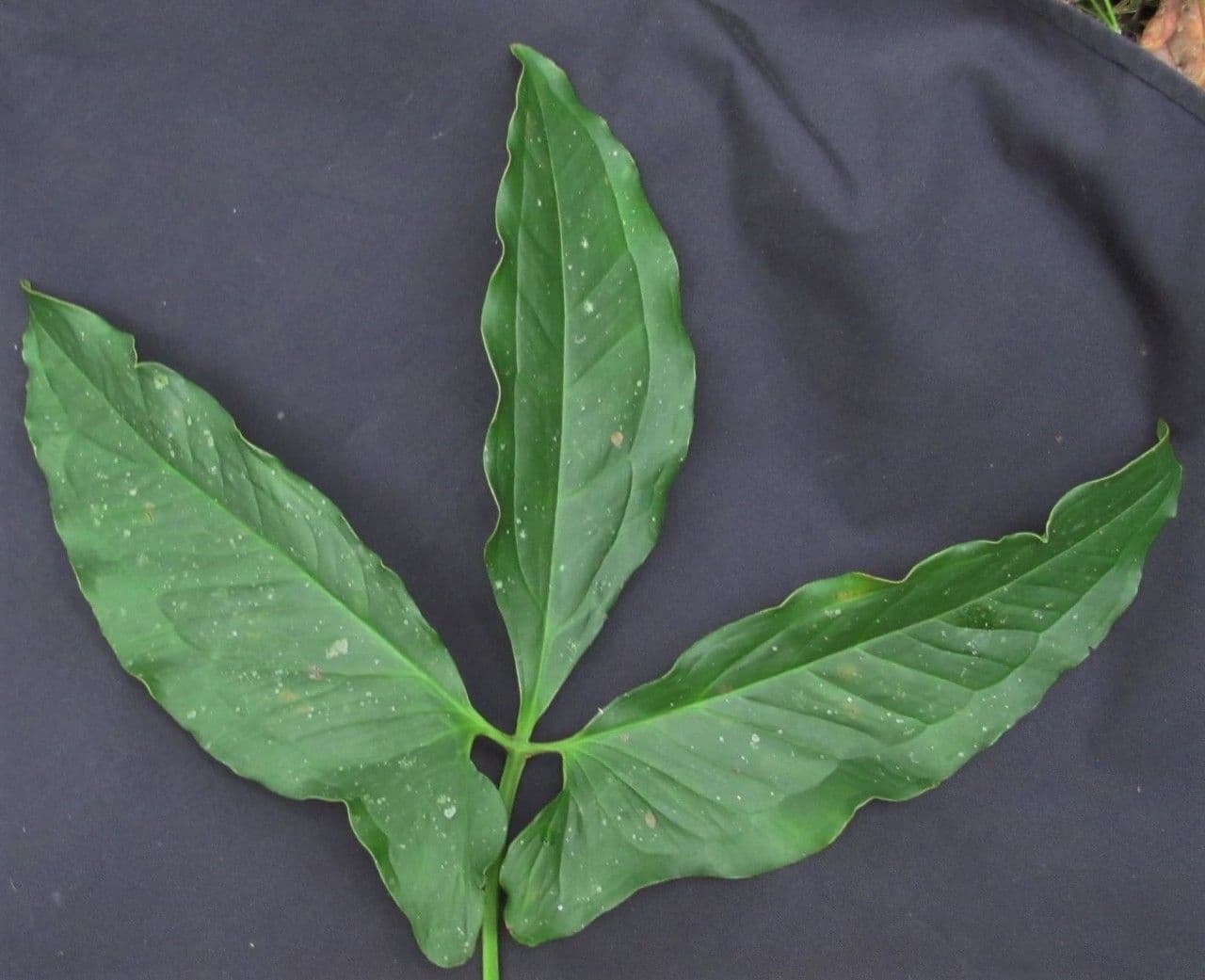 Syngonium 23