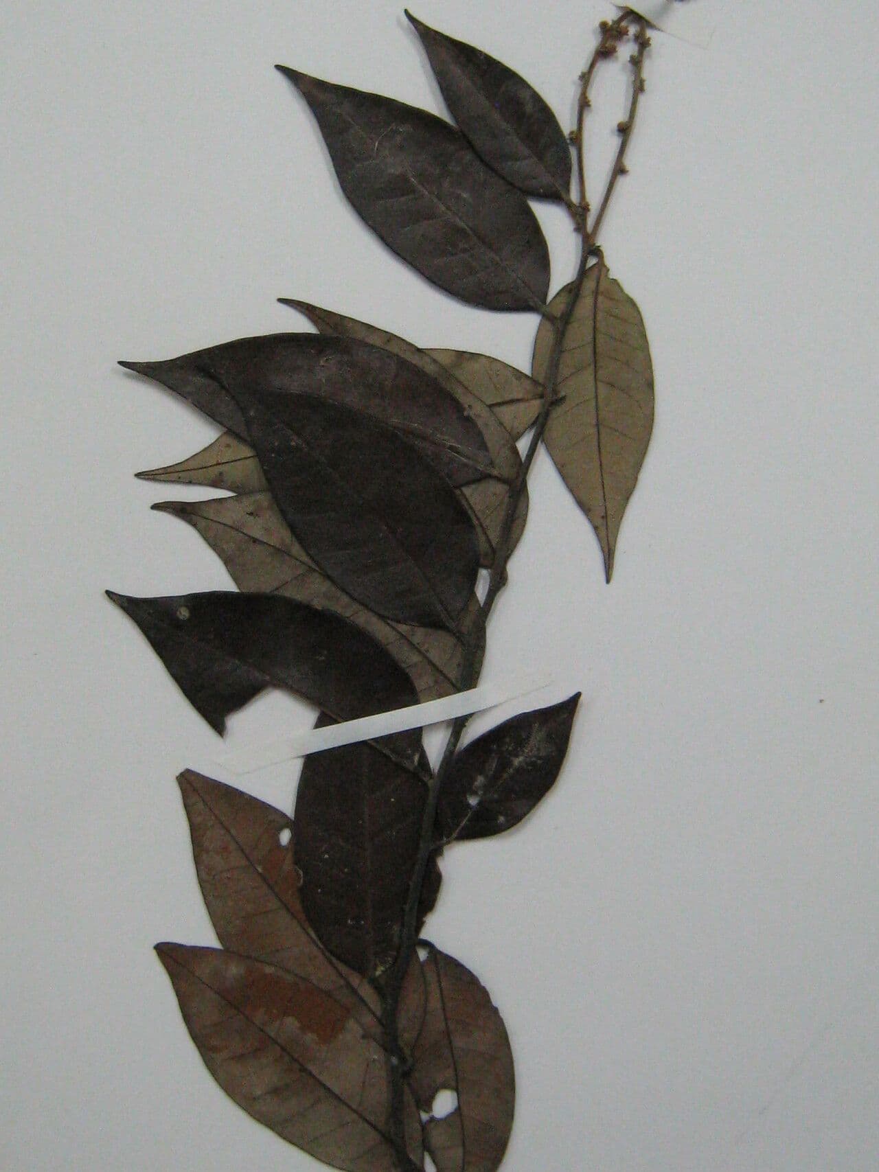 Licania 4