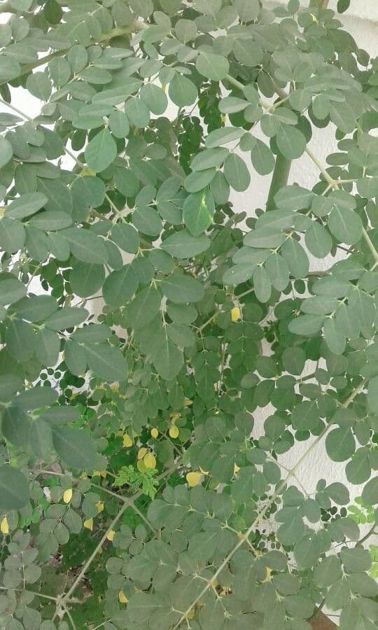 Moringa 11