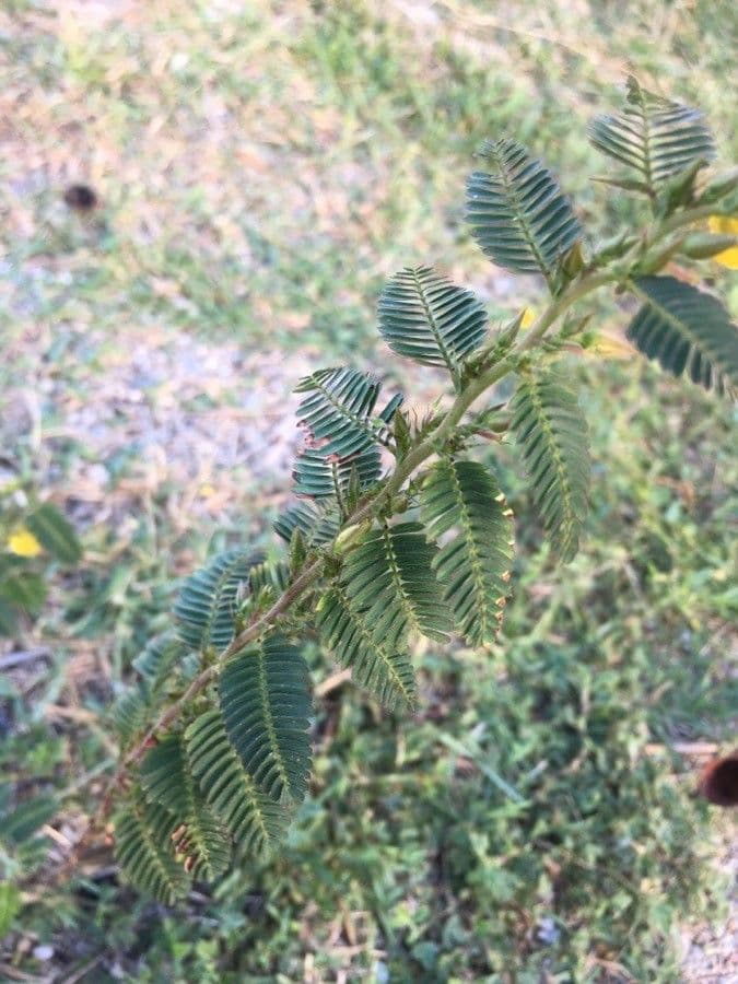 Herbe sensible 19