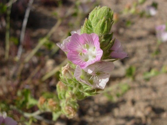 Sidalcea 2