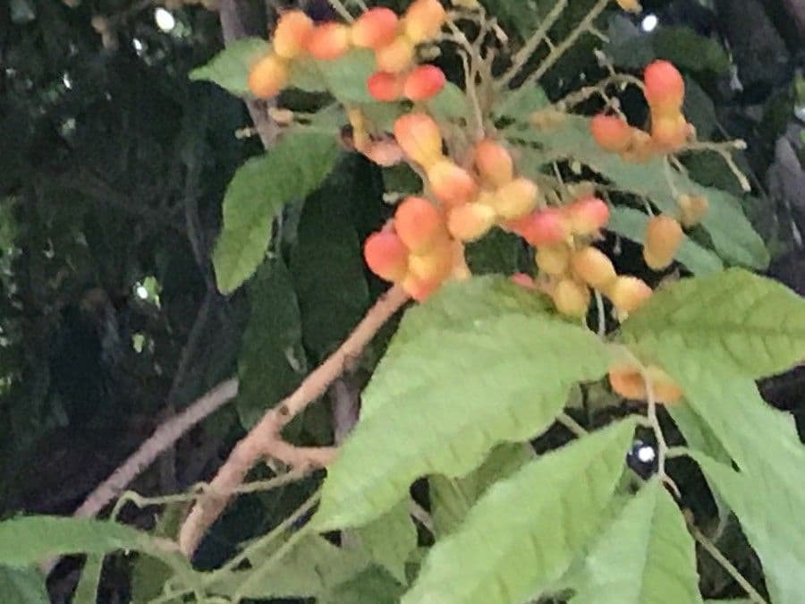 Harpullia 4