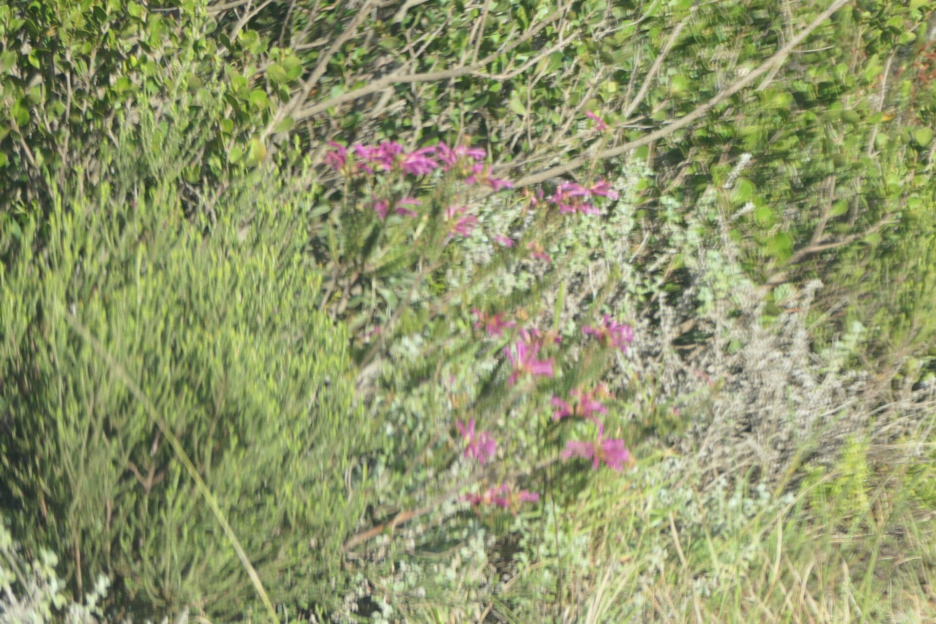 Tannenheide 7