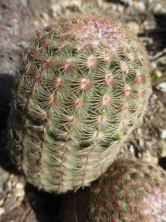 Cactus pettine 14