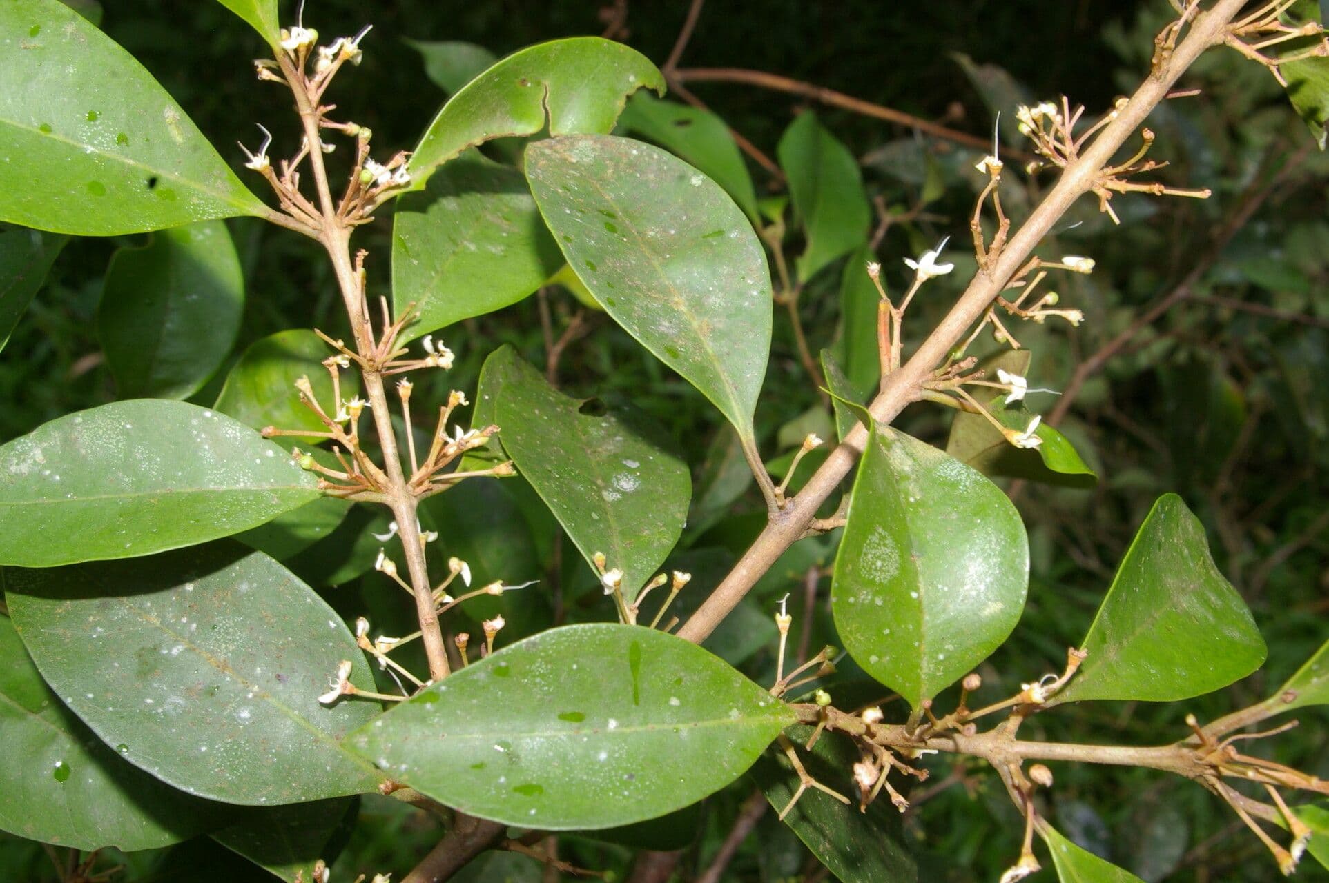 Eugenia 7