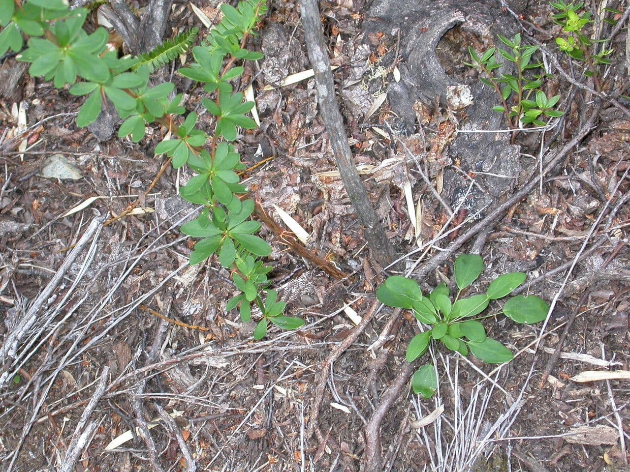 Berberys drobny 12