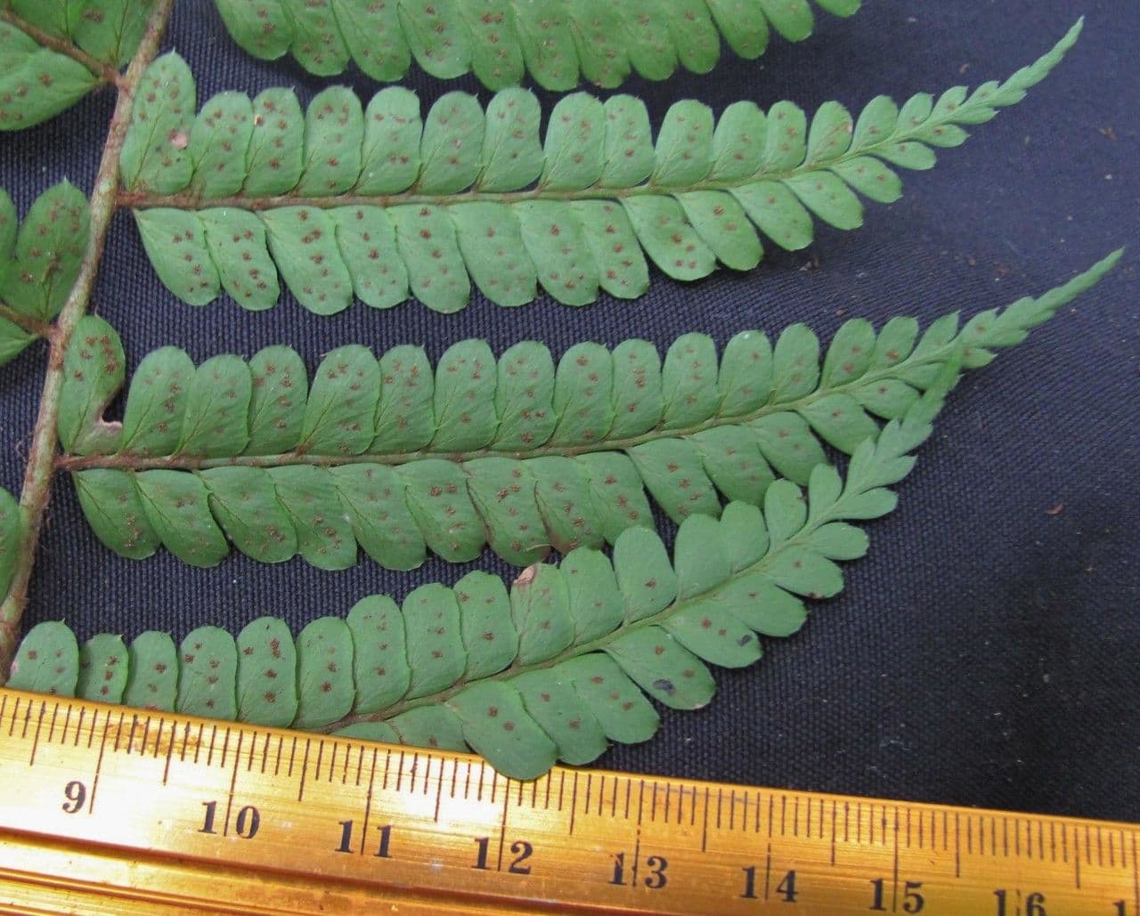 Polystichum platyphyllum 5