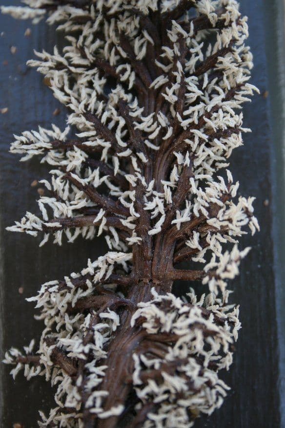 Pandanus tectorius 10