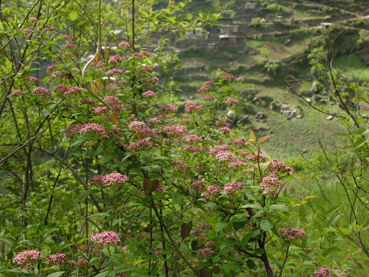Spirea bella 6