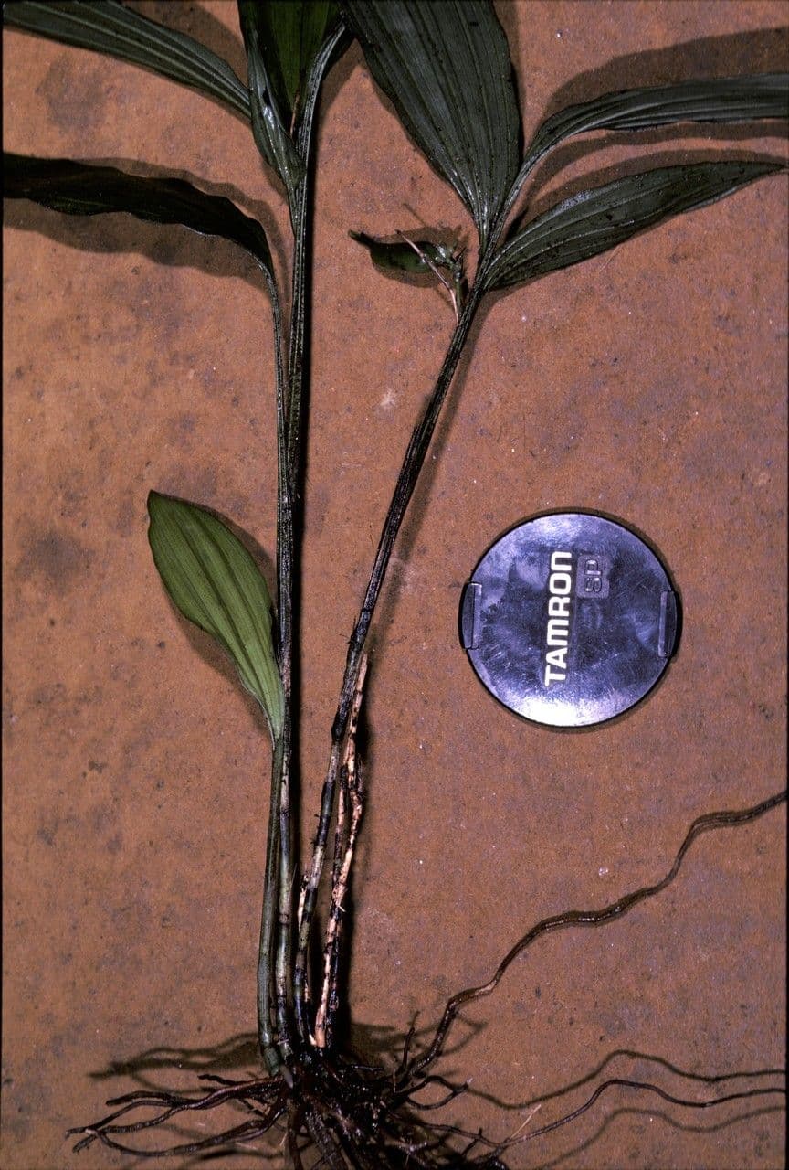 Palmorchis 2