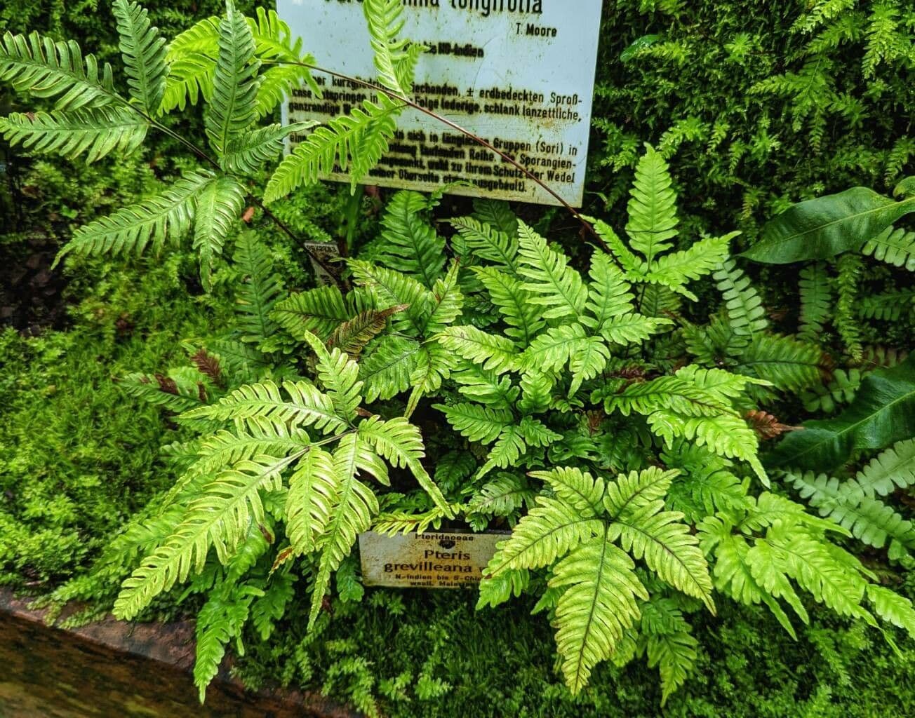 Pteris Greville'a 3