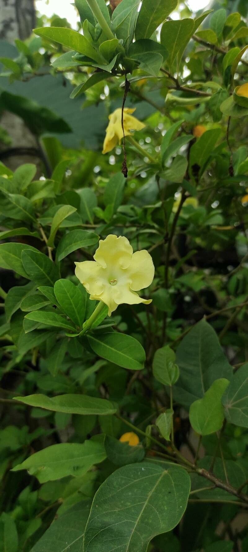 Brunfelsie 3