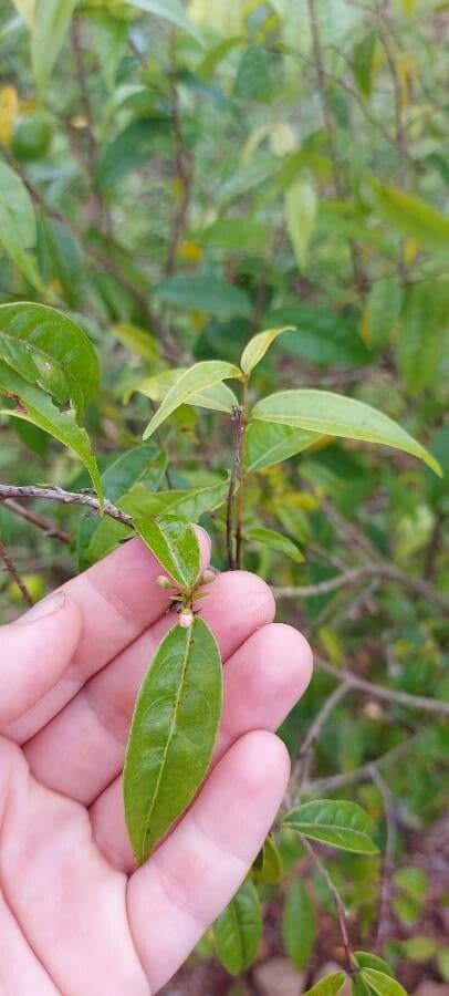 Eugenia 8
