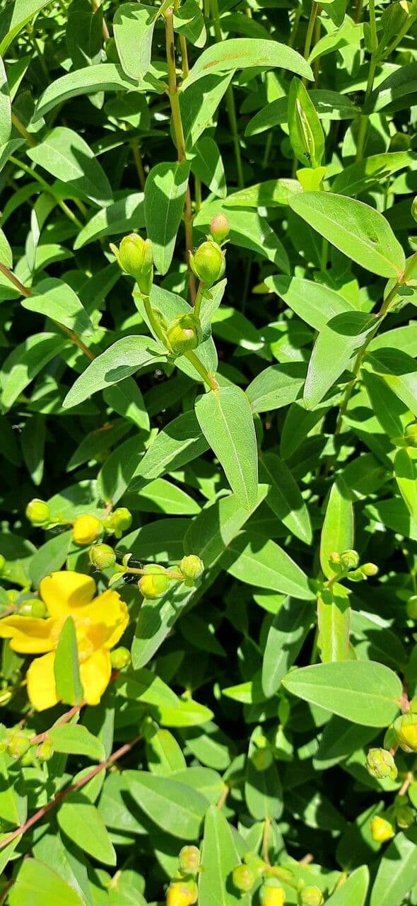 Millepertuis ascyron 11