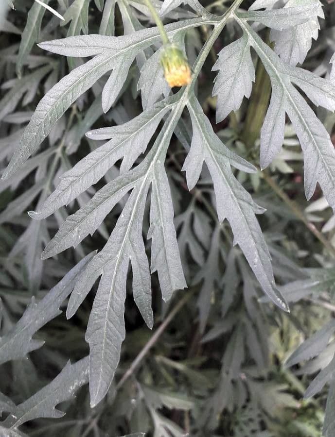Bidens bipinnata 19