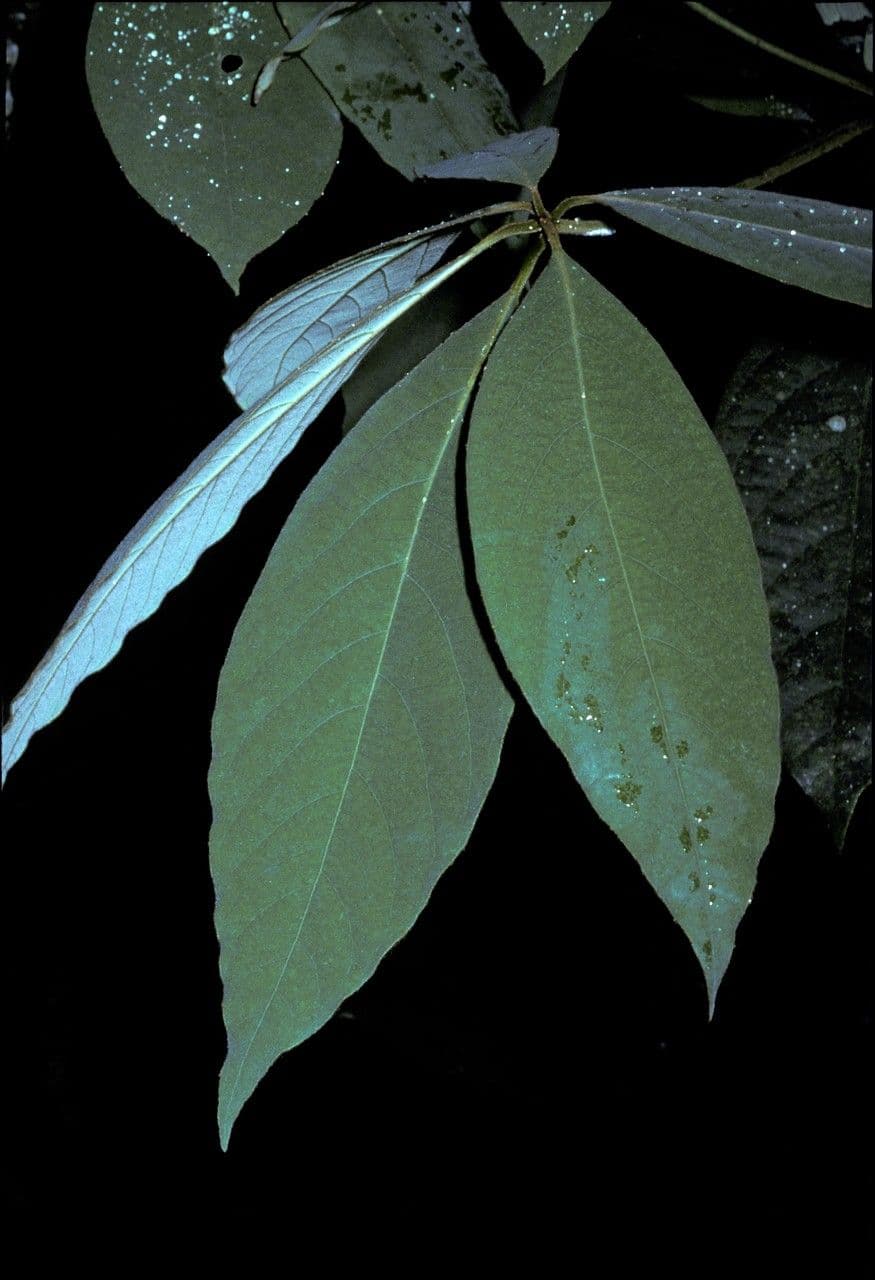 Actinodaphne